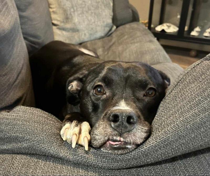 Bella, a Adoptable mixed breed in Ball Ground, GA image 3/3