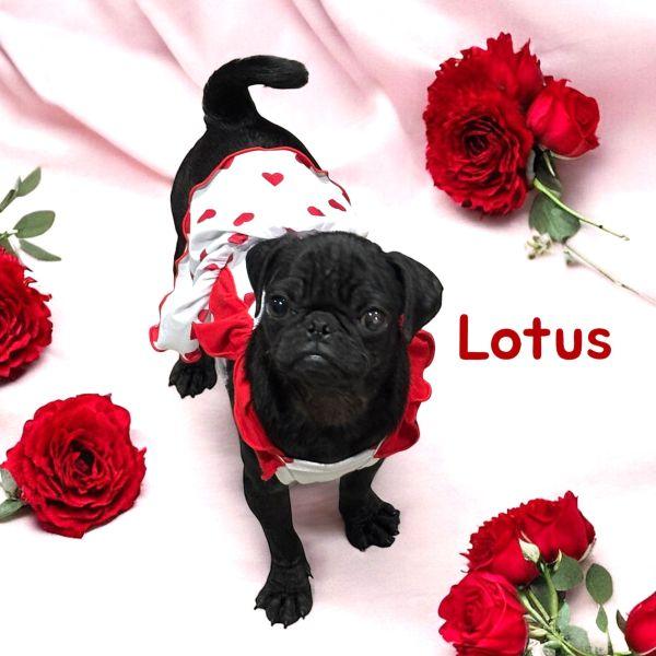 Lotus, adopted, Puppy Female Pug.
