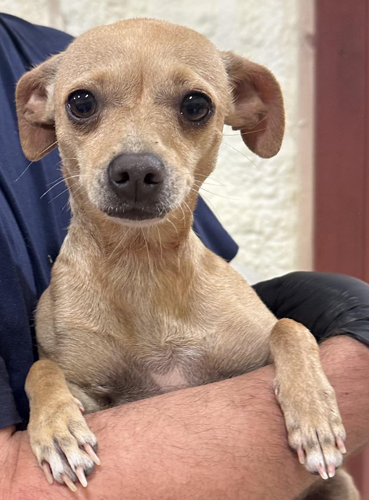 Jill, ADOPTABLE, Young Female Chihuahua.