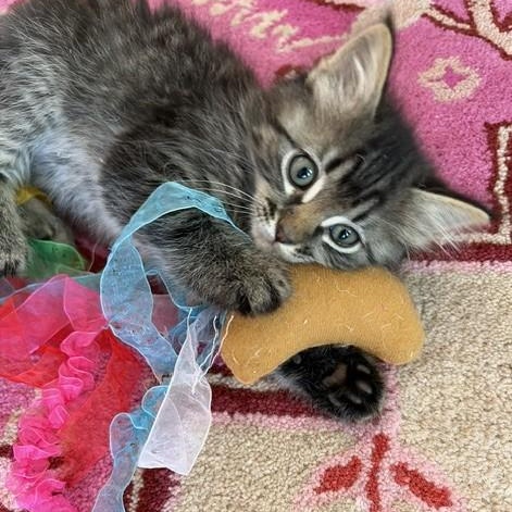 Twiggy, a Adoptable mixed breed in Albuquerque, NM image 4/4
