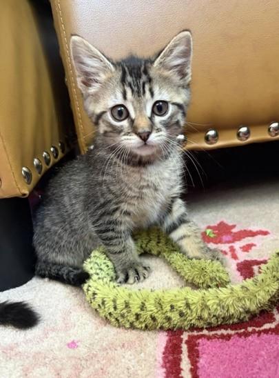 Twiggy, Adoptable, Kitten Female Tabby.