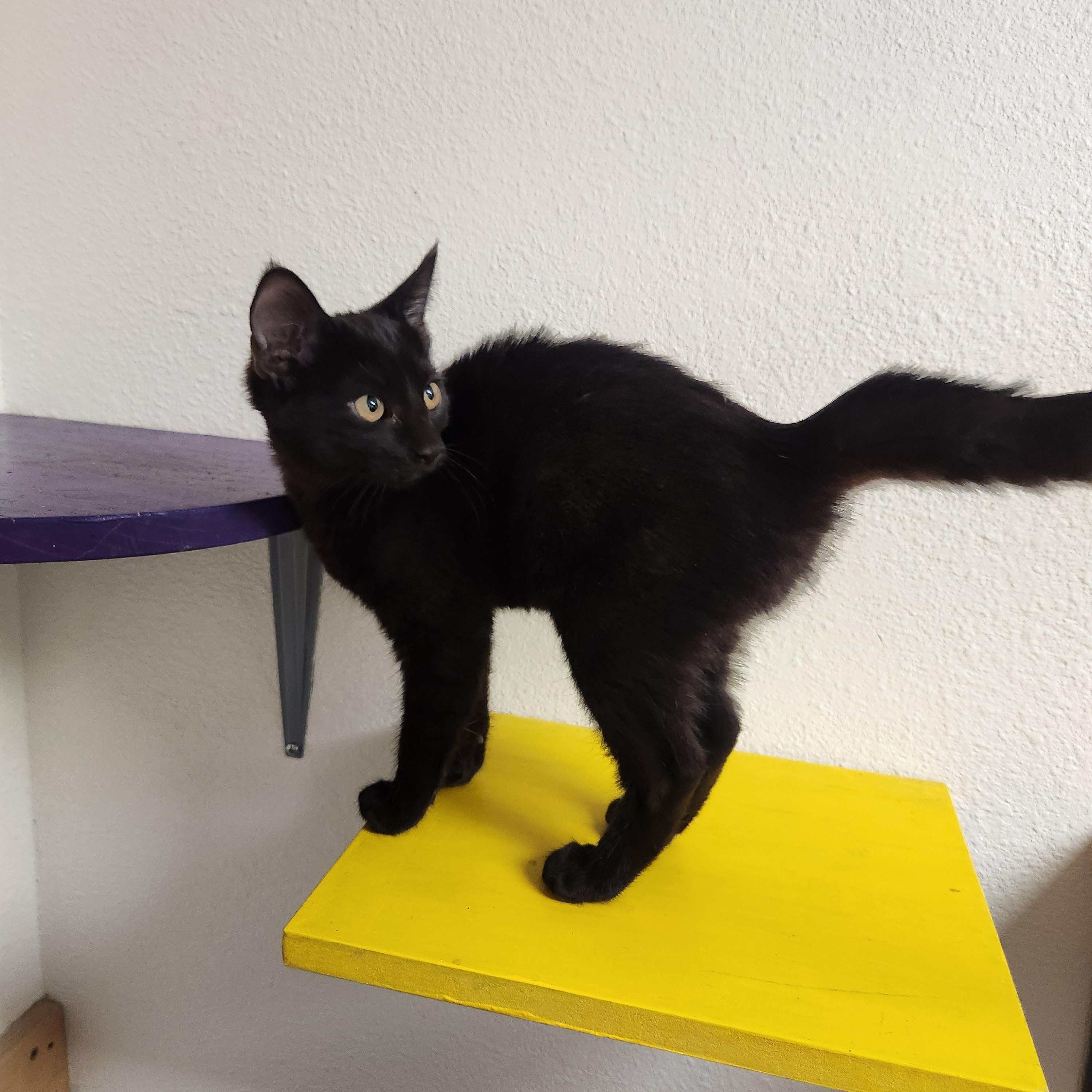 Coco