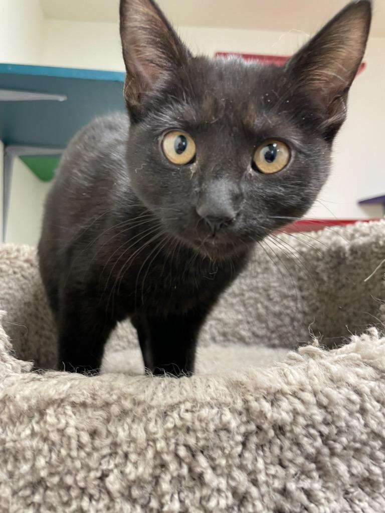 Coco