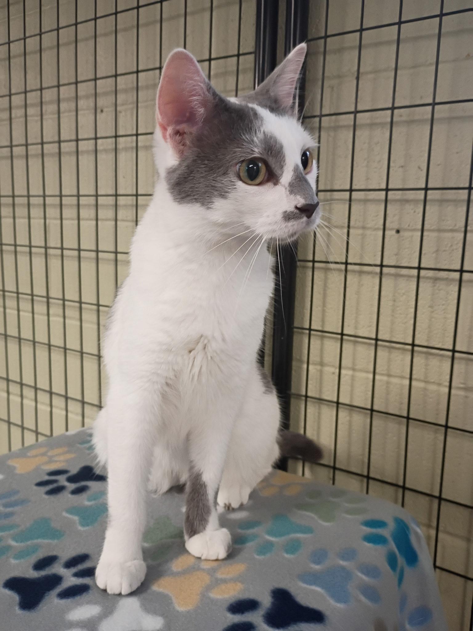 Enlarge Lilly Bet, a ADOPTABLE Domestic Short Hair in Holland, MI image 2/3