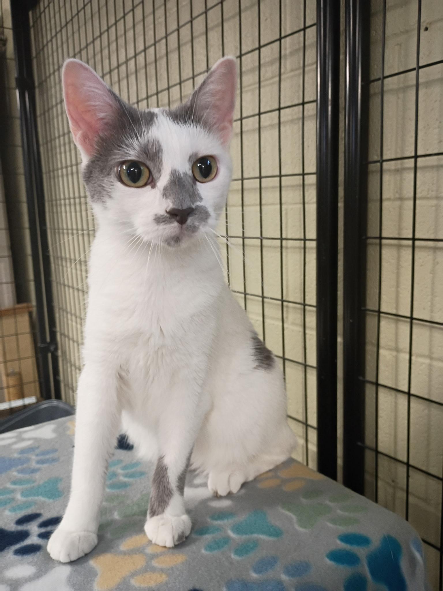 Enlarge Lilly Bet, a ADOPTABLE Domestic Short Hair in Holland, MI image 1/3
