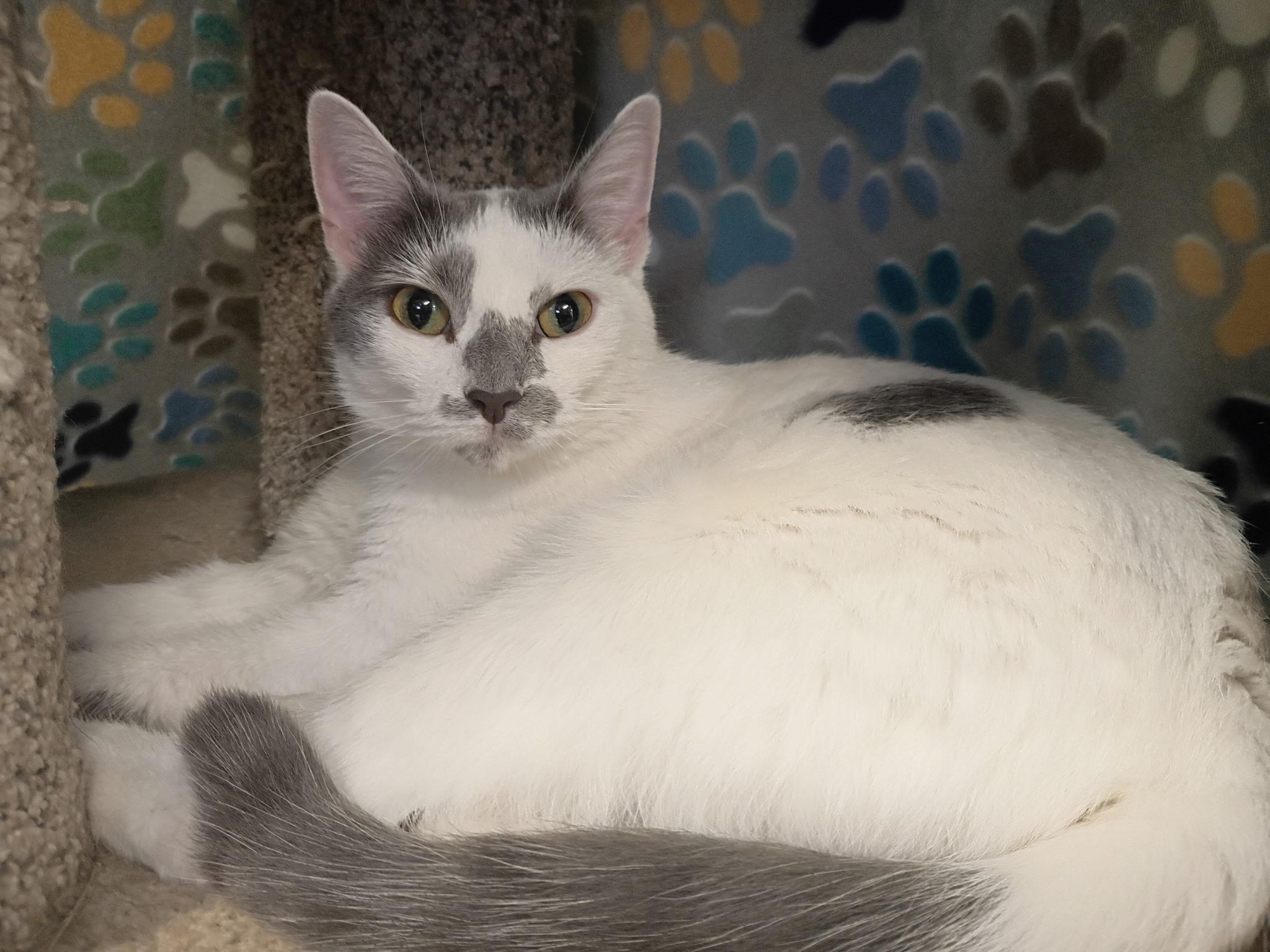 Enlarge Lilly Bet, a ADOPTABLE Domestic Short Hair in Holland, MI image 3/3