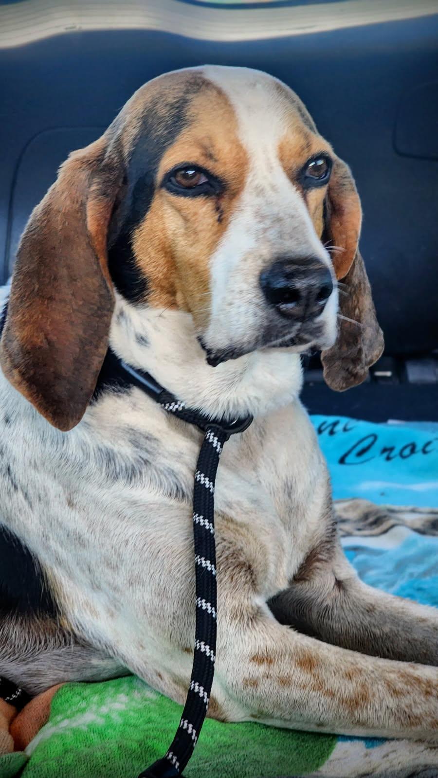 Enlarge Maggie, a Adoptable Coonhound in Pearce, AZ image 1/6