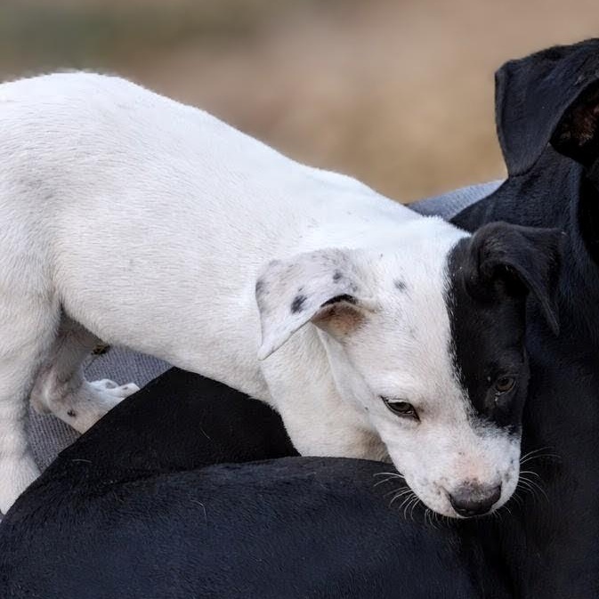 Domino, a ADOPTABLE mixed breed in Carson, MS image 2/3