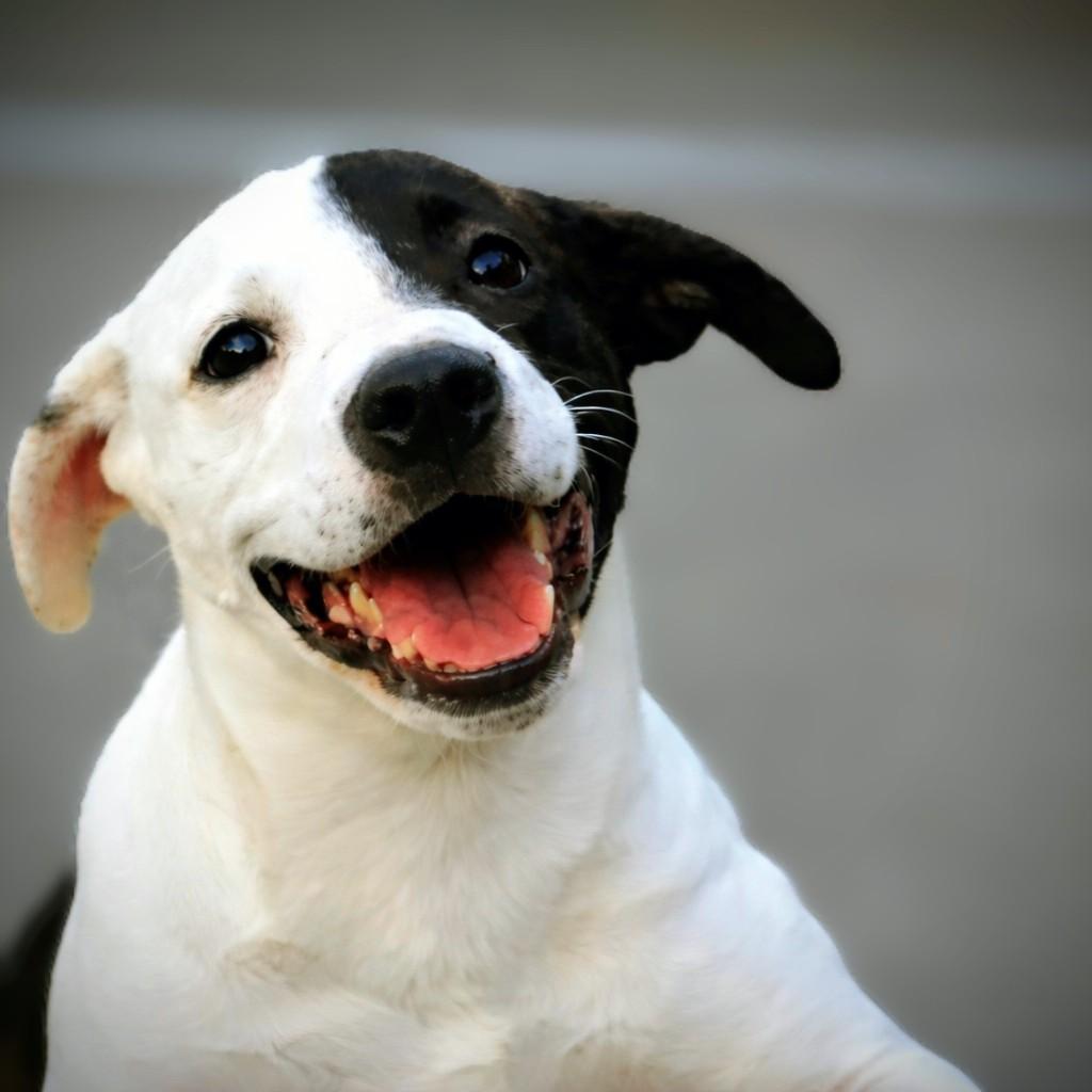 Domino, a ADOPTABLE mixed breed in Carson, MS image 1/3