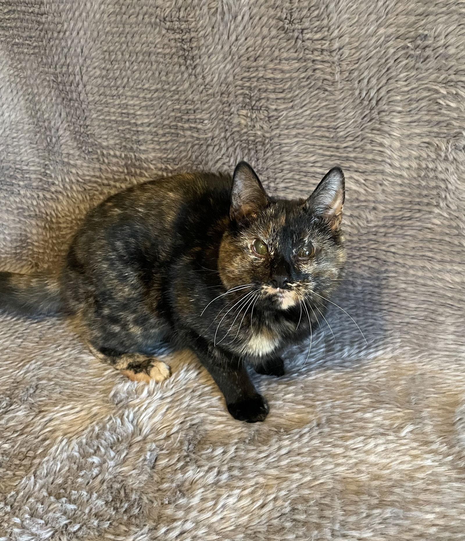 Plum - Andrea foster, Adoptable, Young Female Domestic Short Hair.