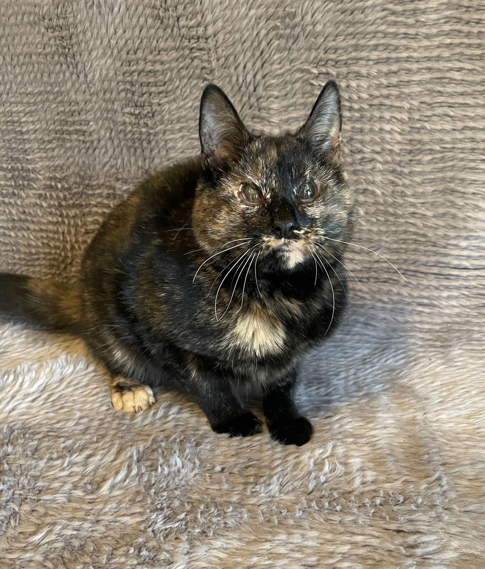 Enlarge Plum - Andrea foster, a Adoptable Domestic Short Hair in Social Circle, GA image 2/3