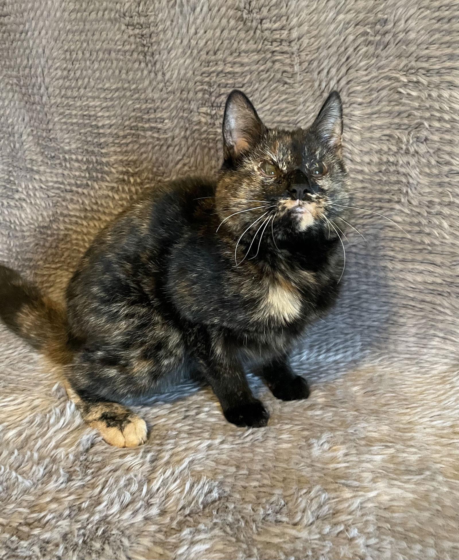 Enlarge Plum - Andrea foster, a Adoptable Domestic Short Hair in Social Circle, GA image 3/3