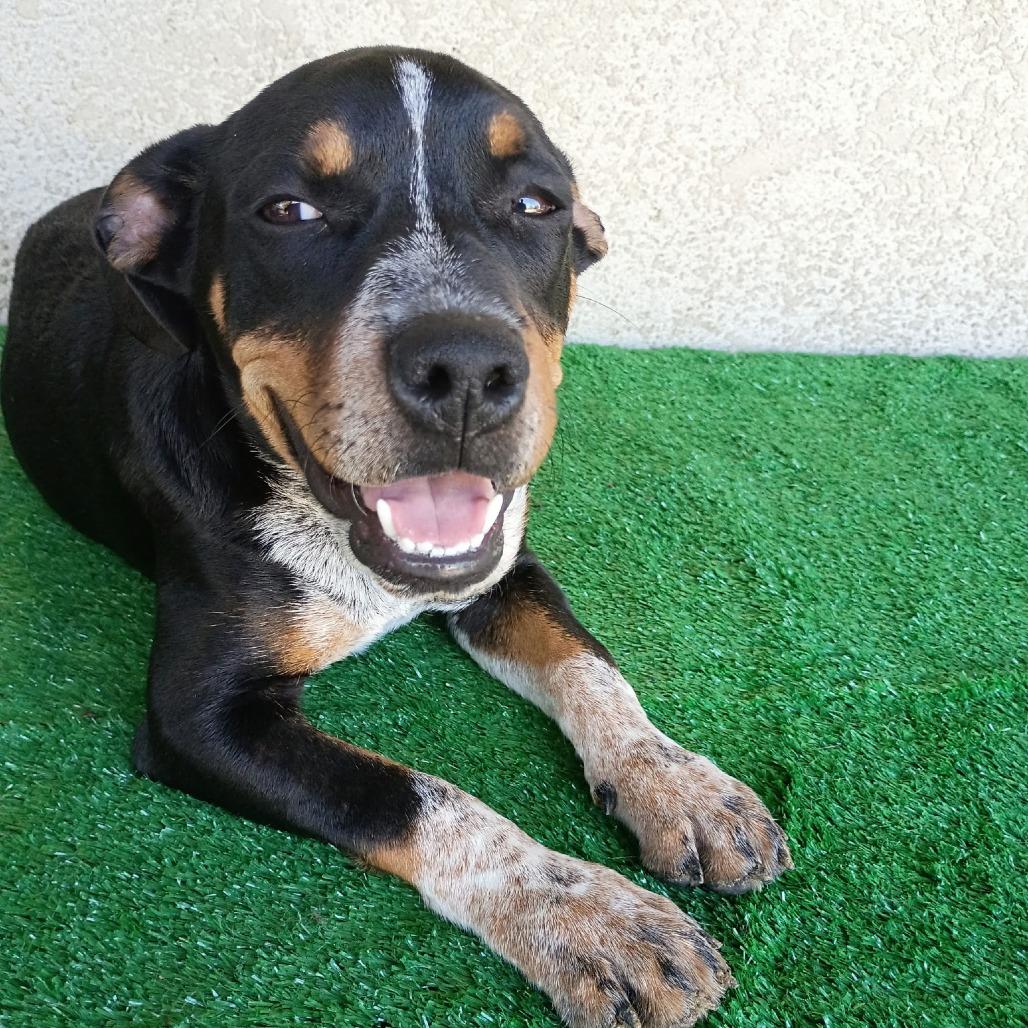 Otis, Adoptable, Young Male Australian Cattle Dog / Blue Heeler & Bluetick Coonhound.