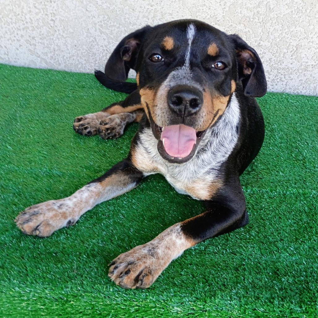 Enlarge Otis, a Adoptable mixed breed in Sacramento, CA image 2/4