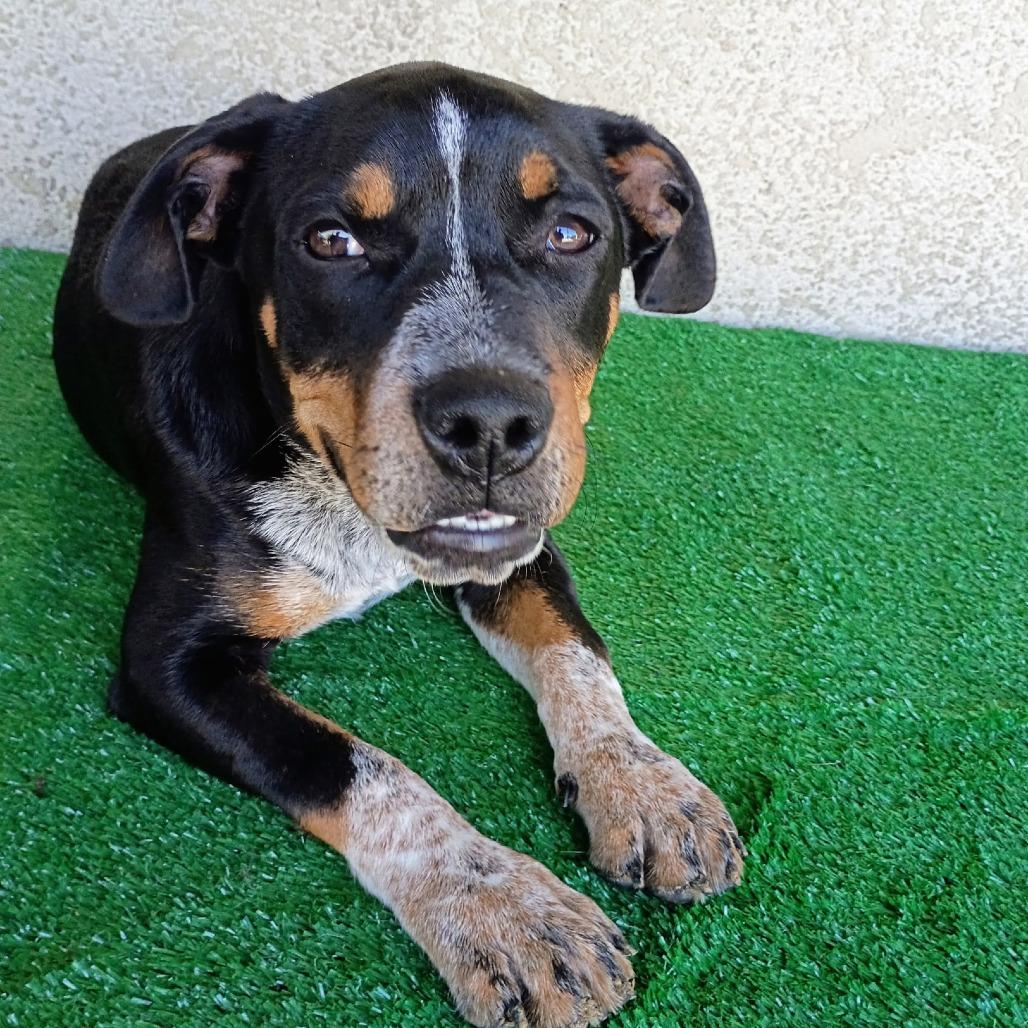 Enlarge Otis, a Adoptable mixed breed in Sacramento, CA image 3/4