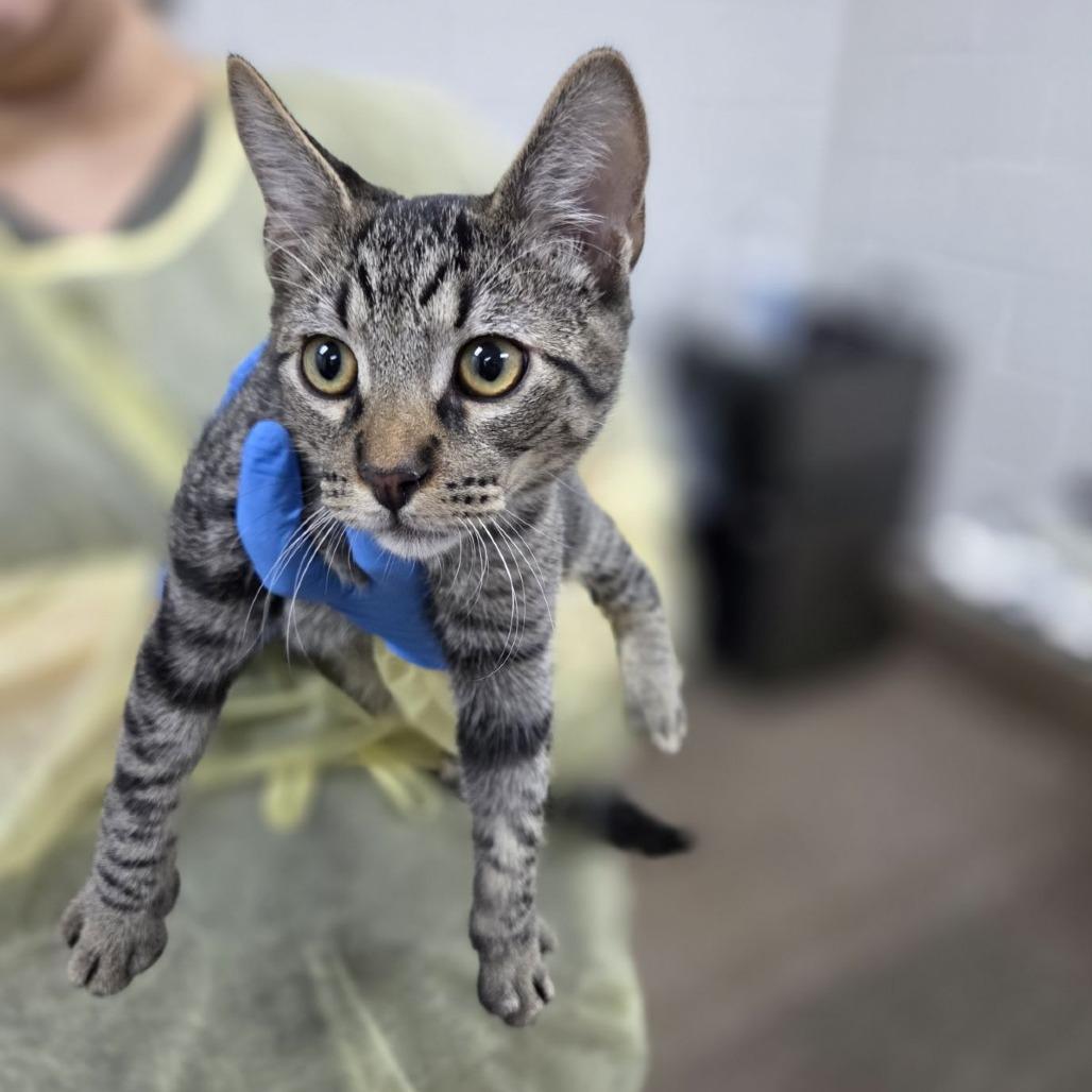 Enlarge Frac, a Adoptable Domestic Short Hair in Incline Village, NV image 1/2