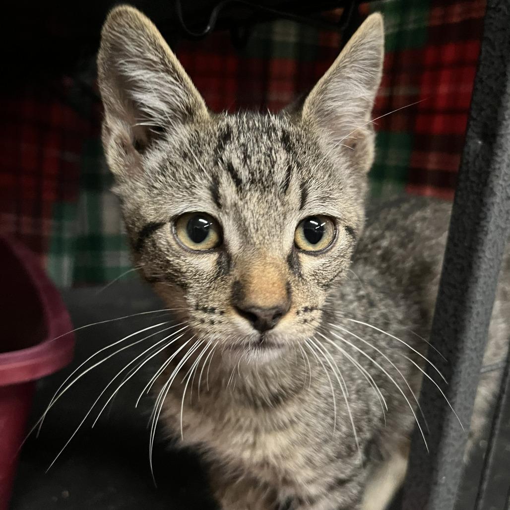 Enlarge Frac, a Adoptable Domestic Short Hair in Incline Village, NV image 2/2