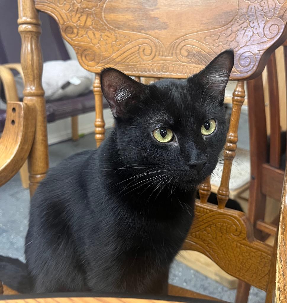 Java (21 Road), Adoptable, Young Male Domestic Short Hair.