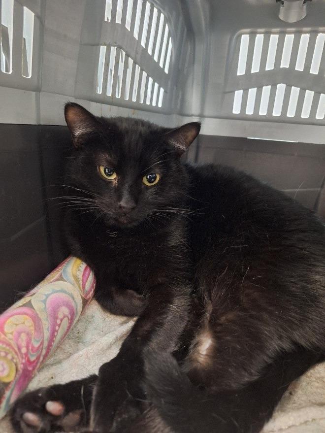 Enlarge Java (21 Road), a Adoptable mixed breed in Grand Junction, CO image 2/2