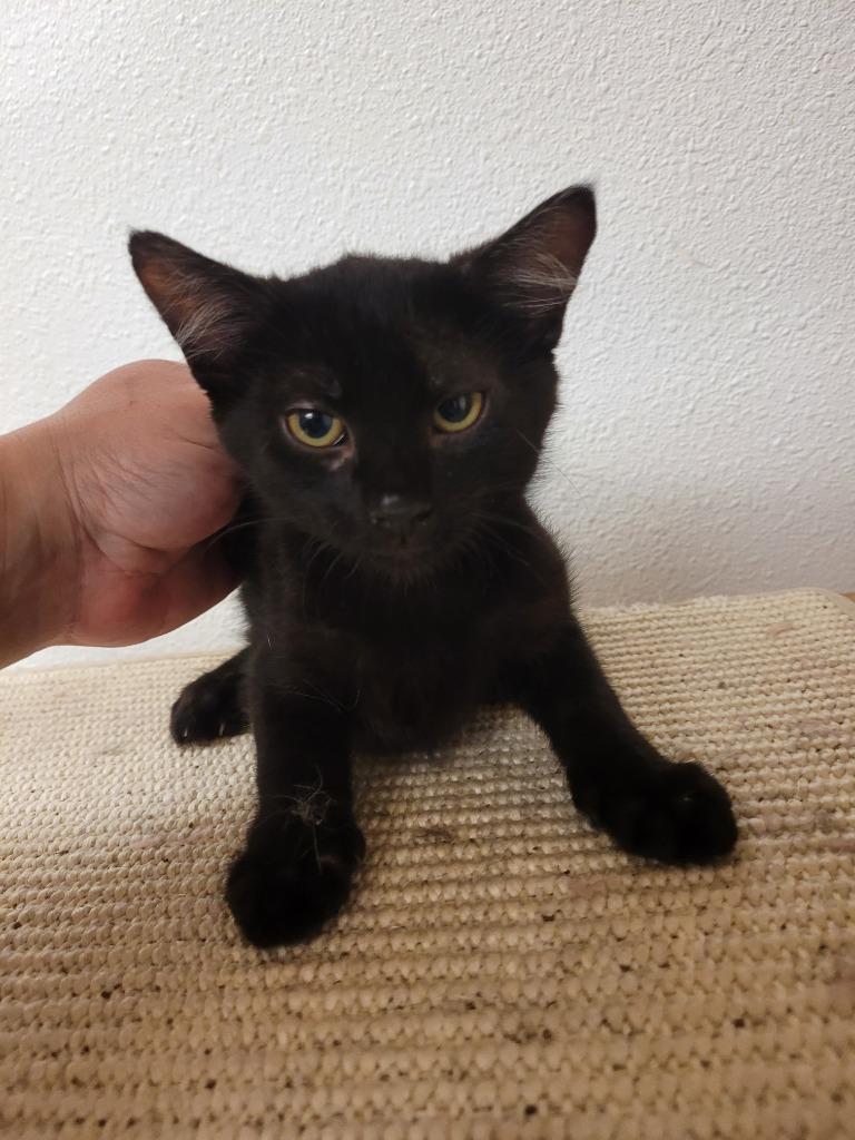 Java (21 Road), a Adoptable mixed breed in Grand Junction, CO image 2/3