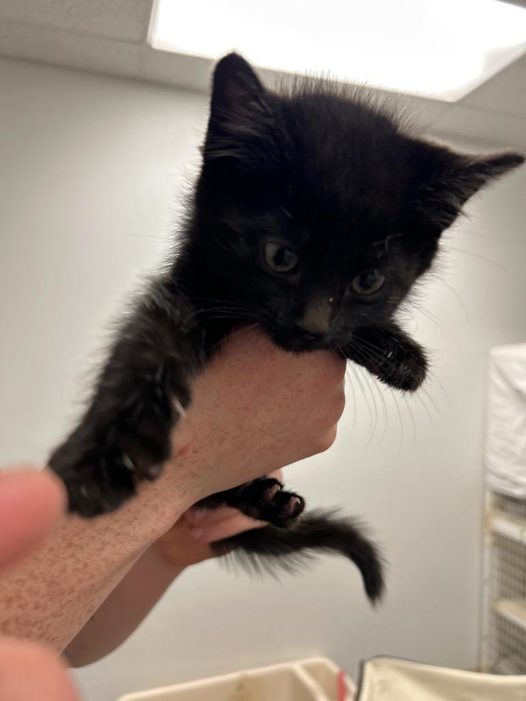 Java (21 Road), a Adoptable mixed breed in Grand Junction, CO image 3/3