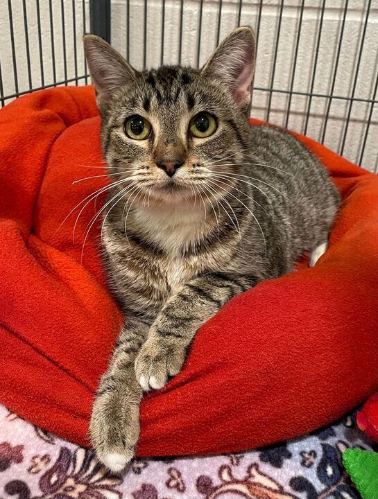 Spitfire, ADOPTABLE, Young Female Domestic Short Hair.