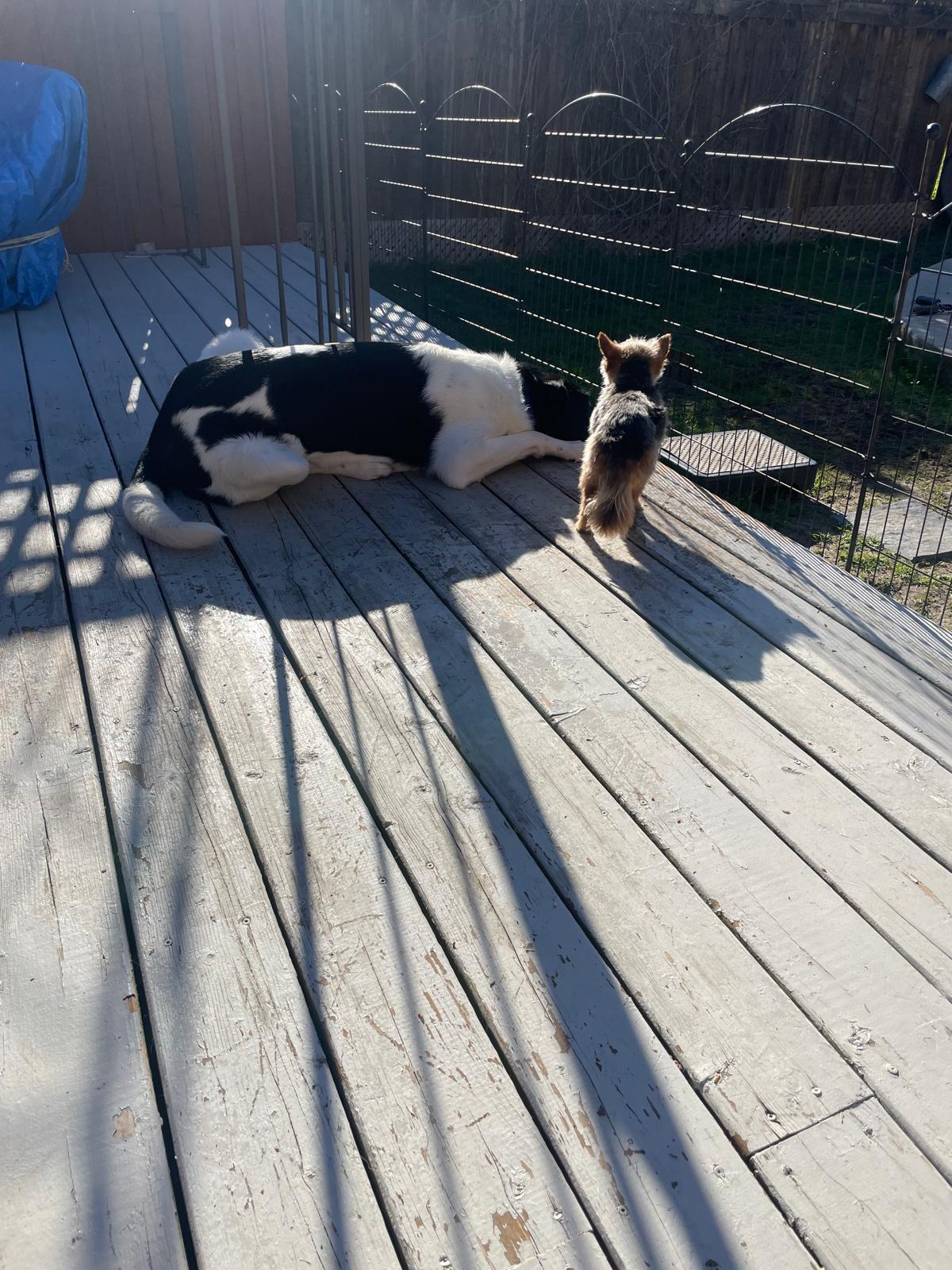 Domino, an adopted mixed breed in Aurora, ON image 6/6