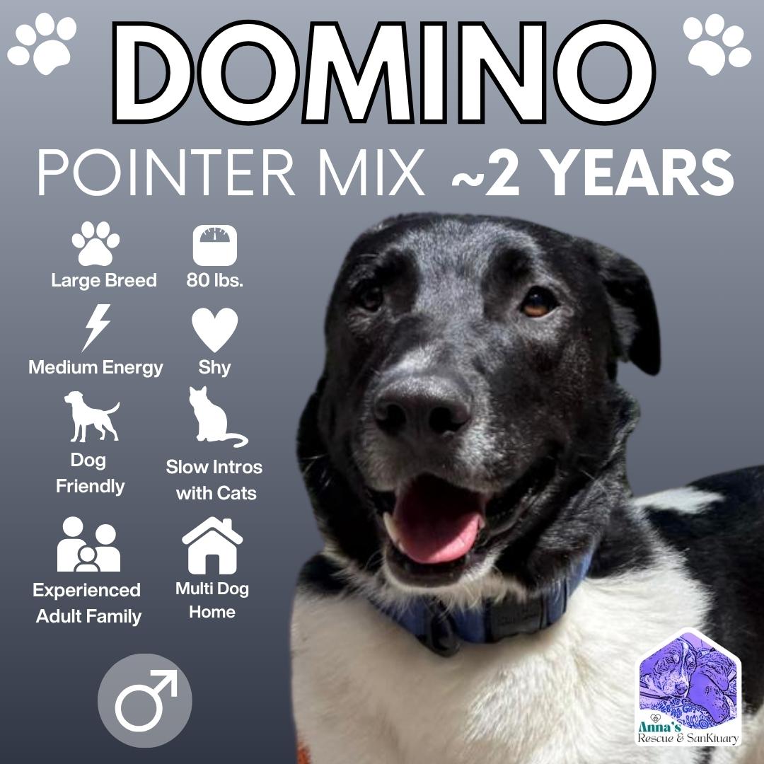 Domino, adopted, Young Male Pointer.