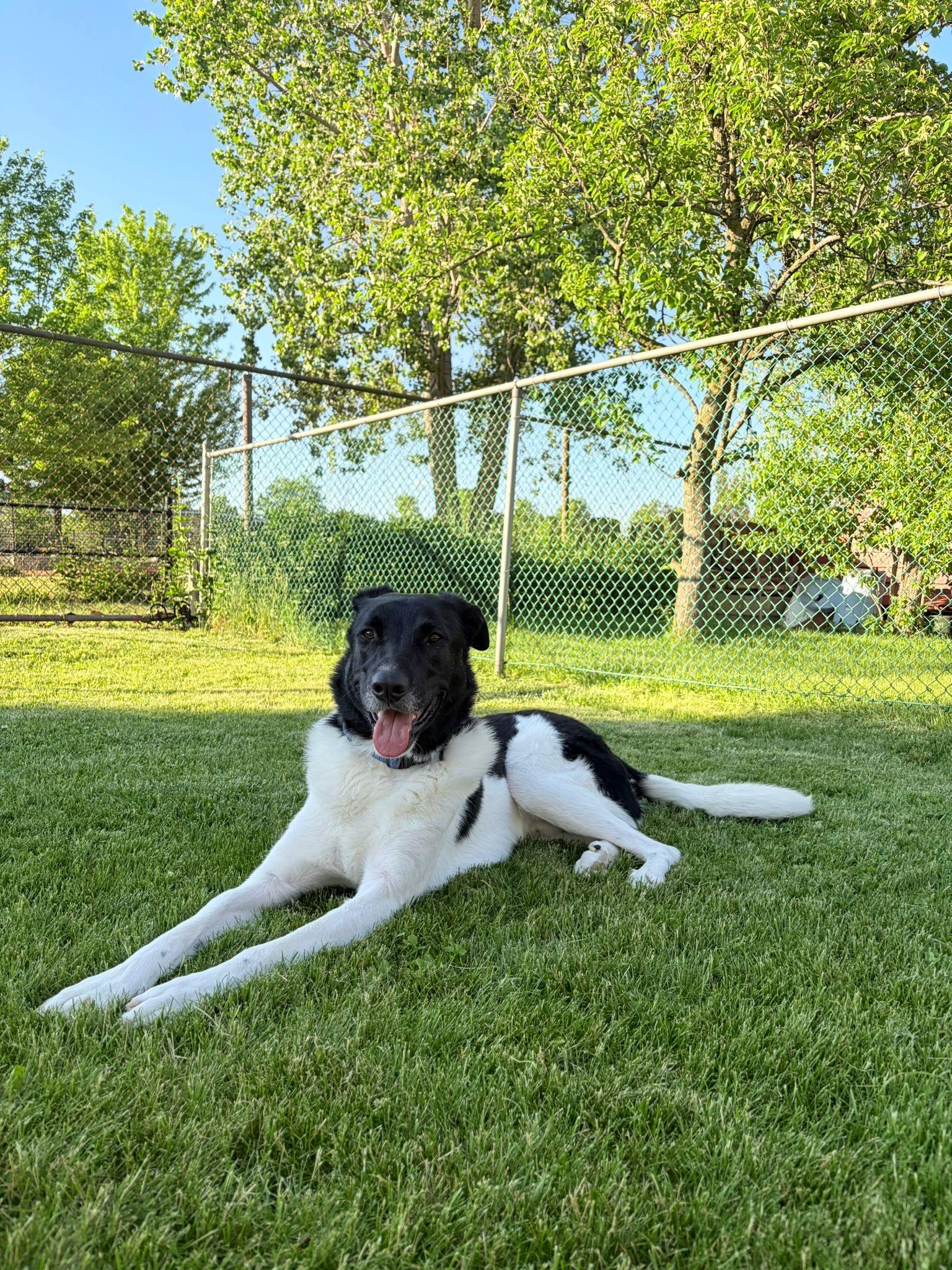 Domino, an adopted mixed breed in Aurora, ON image 4/6