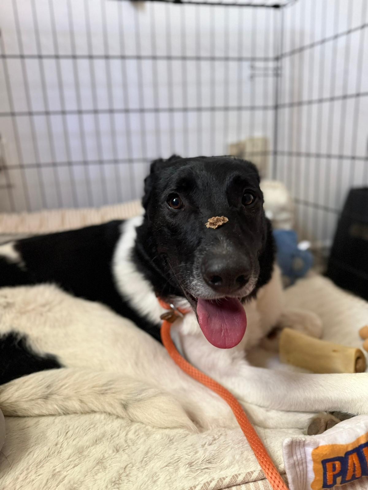Domino, an adopted mixed breed in Aurora, ON image 2/6