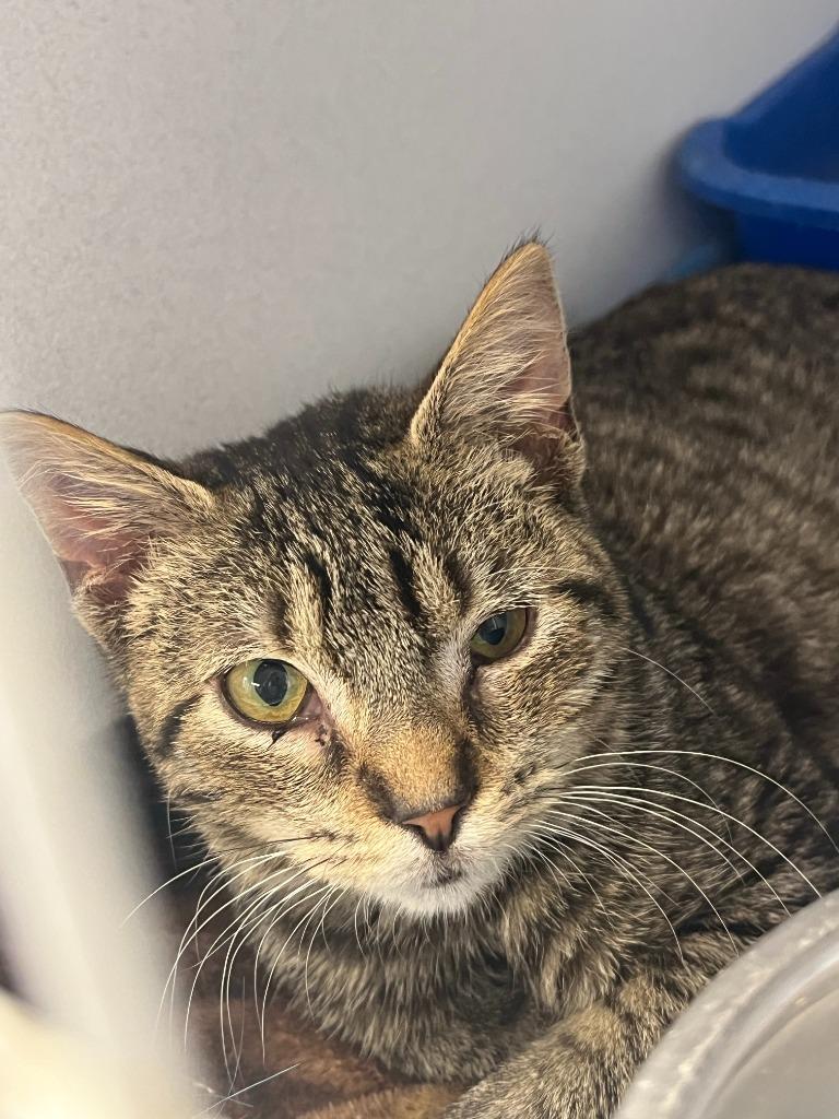 Neutron, Adoptable, Kitten Male Domestic Short Hair.
