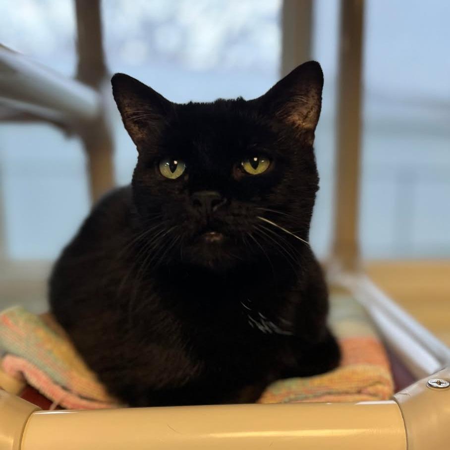 Enlarge Dylan, a Adoptable Domestic Short Hair in Milan, IL image 2/4