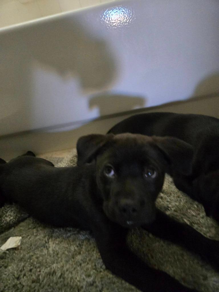 Barkley, Adoptable, Puppy Male Mixed Breed.