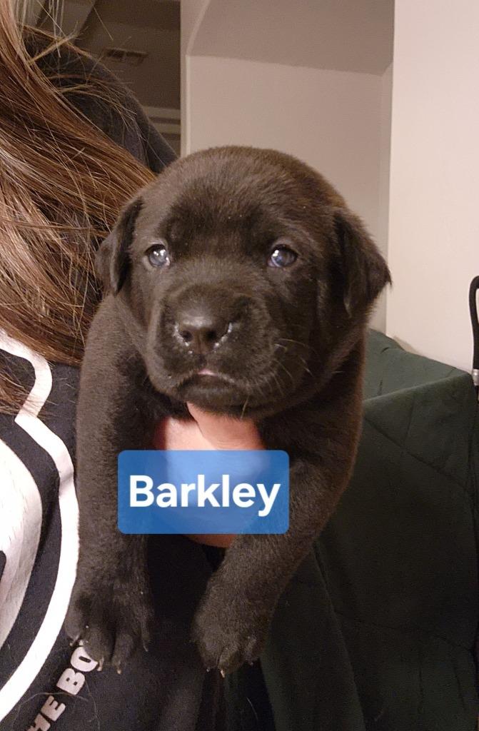 Enlarge Barkley, a Adoptable Mixed Breed in Mesa, AZ image 2/6
