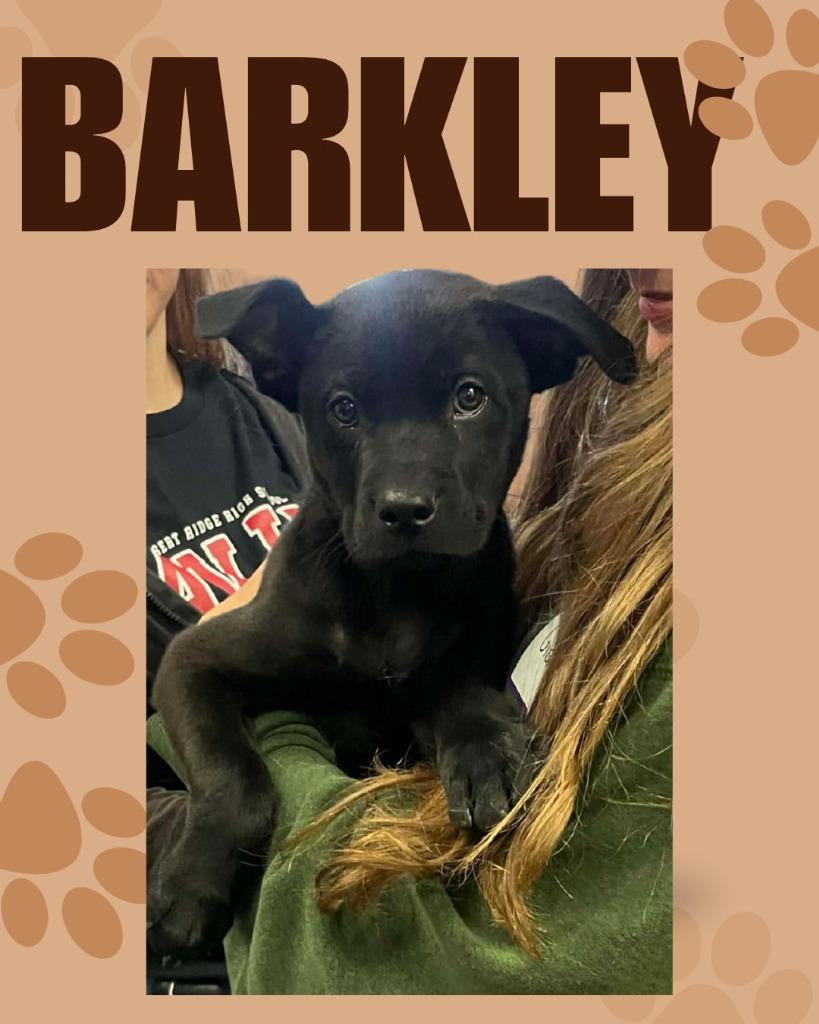Enlarge Barkley, a Adoptable Mixed Breed in Mesa, AZ image 3/6