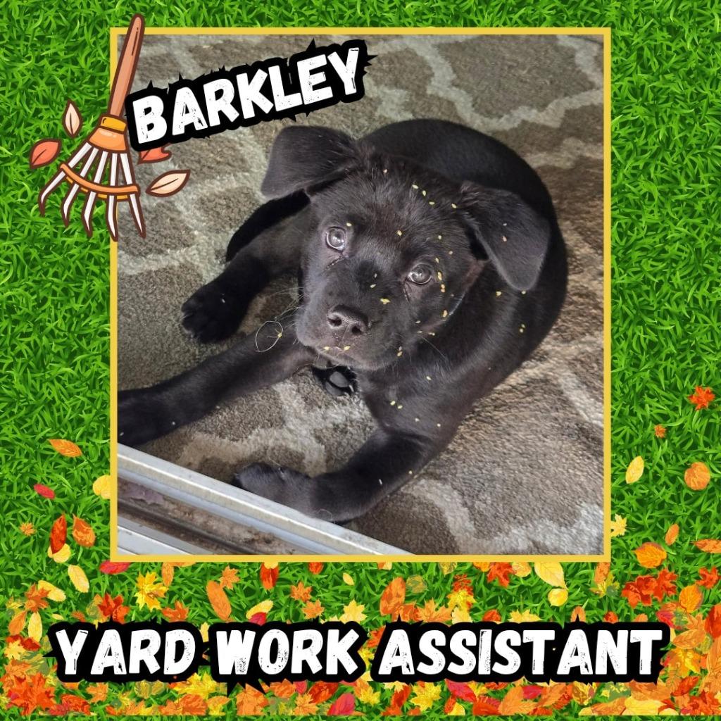 Enlarge Barkley, a Adoptable Mixed Breed in Mesa, AZ image 4/6