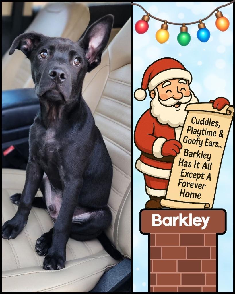 Enlarge Barkley, a Adoptable Mixed Breed in Mesa, AZ image 5/6