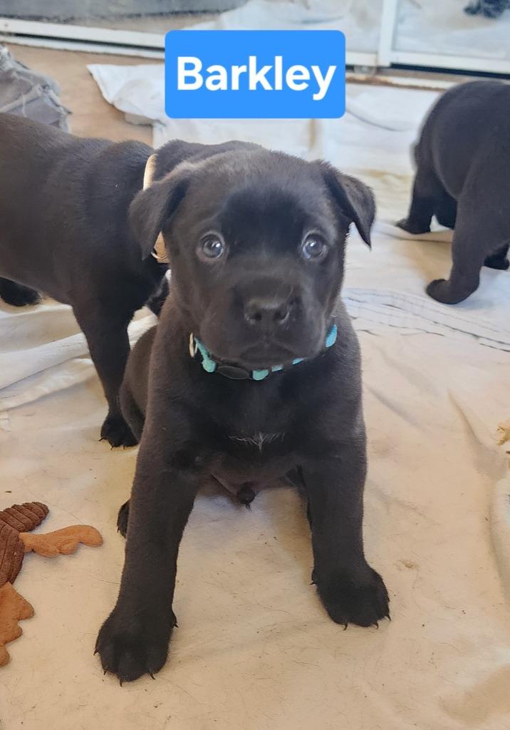 Enlarge Barkley, a Adoptable Mixed Breed in Mesa, AZ image 6/6