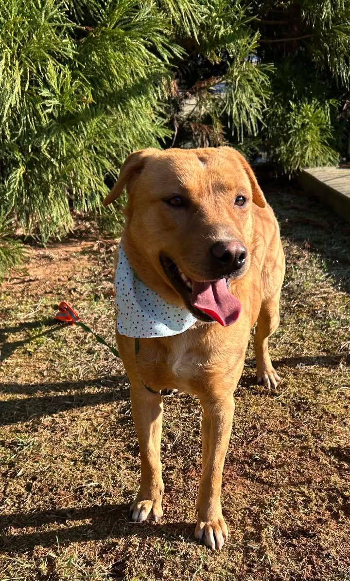 Stuart, Adopted, Adult Male Retriever & Labrador Retriever.