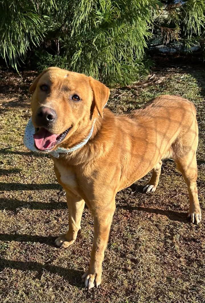 Enlarge Stuart, a Adopted mixed breed in Herndon, VA image 2/3