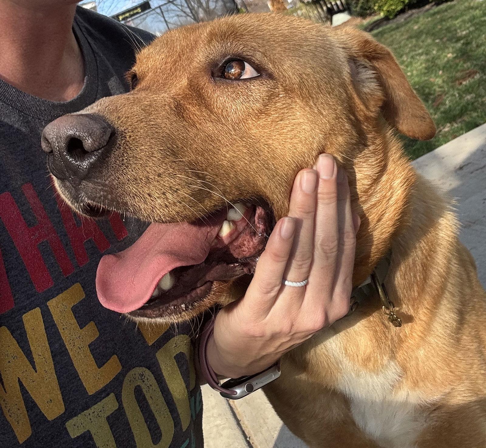Enlarge Stuart, a Adopted mixed breed in Herndon, VA image 3/3
