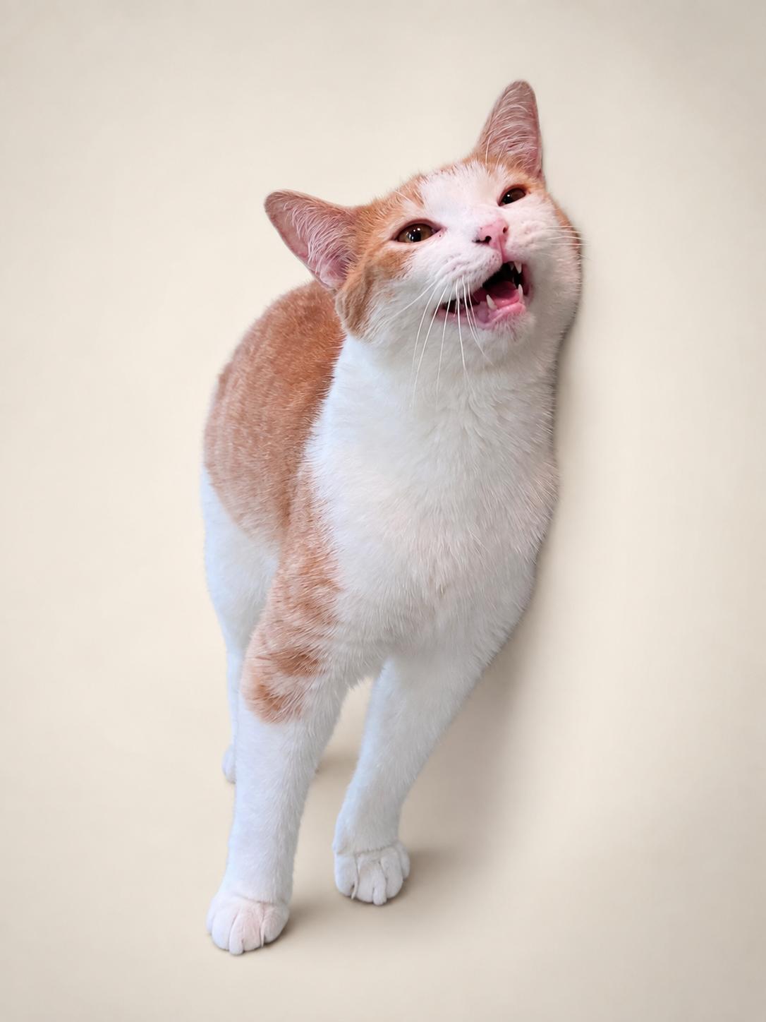 Enlarge Sammie, a Adoptable mixed breed in Rixeyville, VA image 3/3