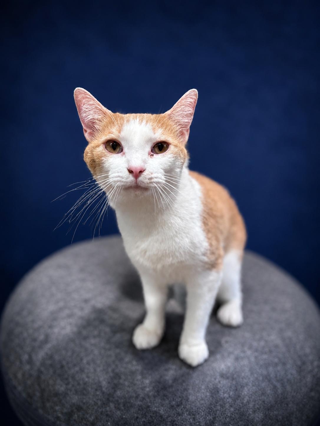 Enlarge Sammie, a Adoptable mixed breed in Rixeyville, VA image 2/3