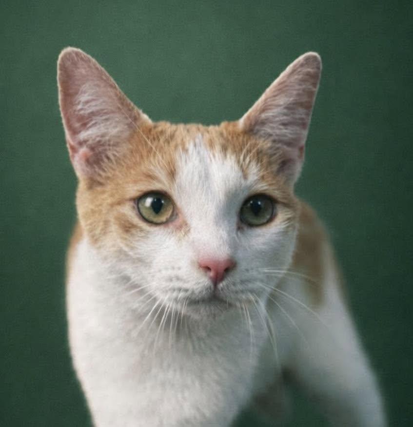 Enlarge Sammie, a Adoptable mixed breed in Rixeyville, VA image 1/3
