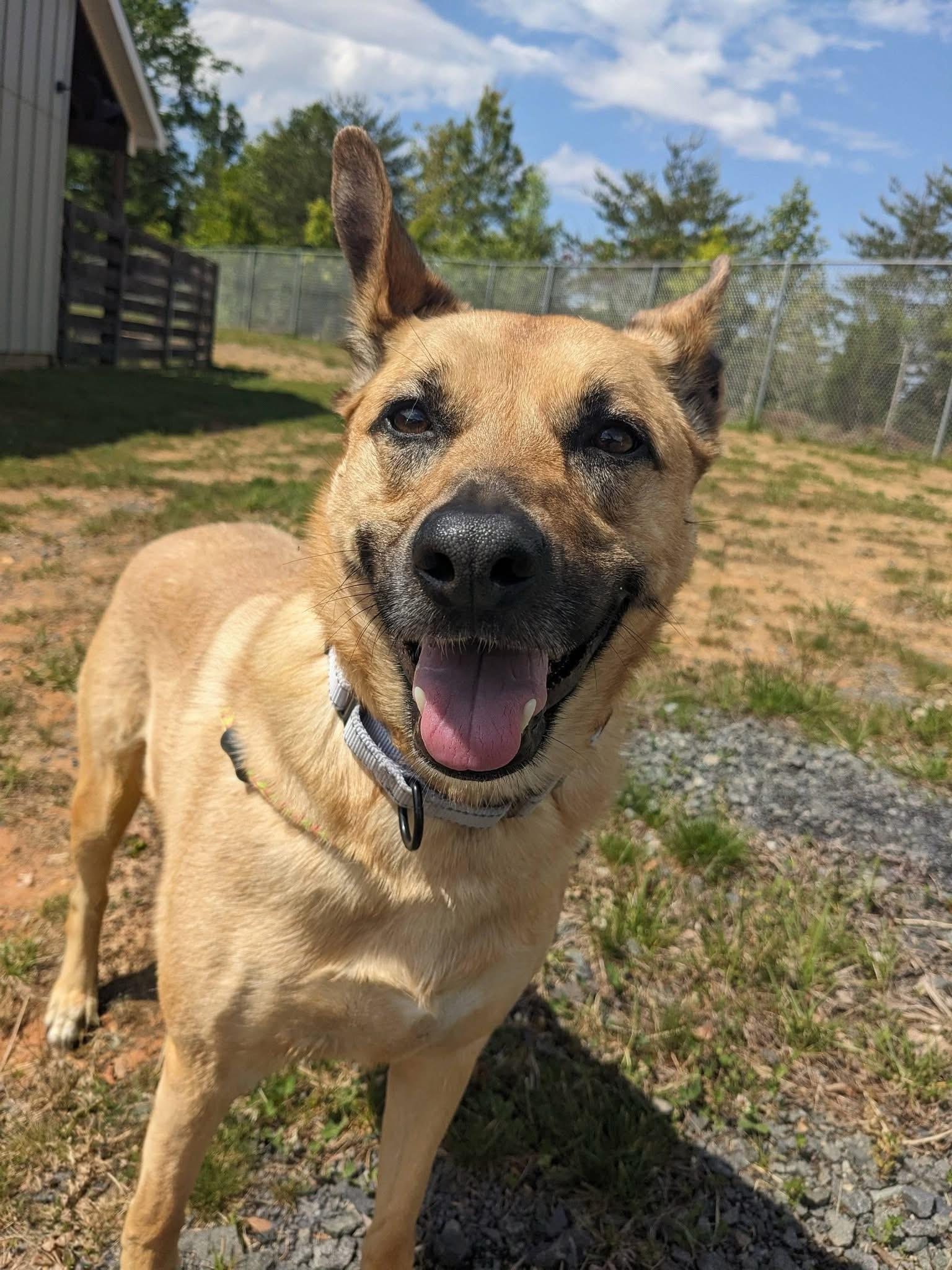 Charli (ID 51261/1402), ADOPTABLE, Adult Female German Shepherd Dog.
