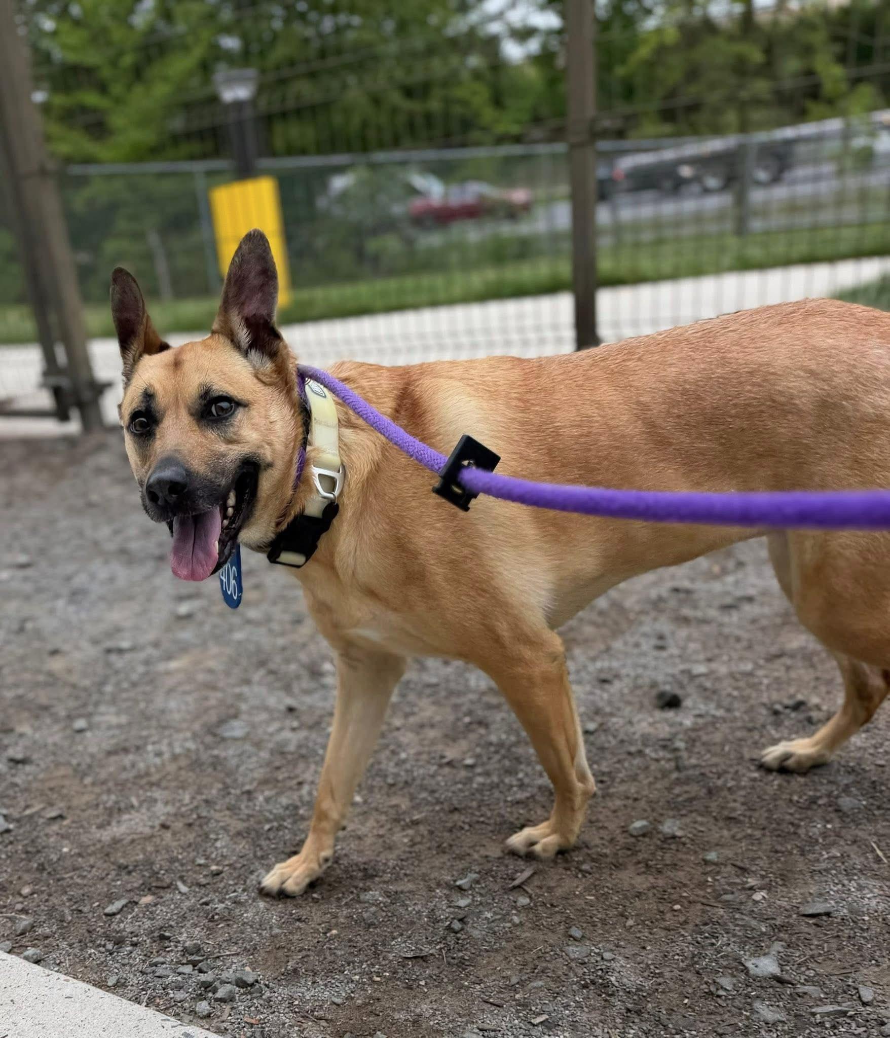 Enlarge Charli (ID 51261/1402), a ADOPTABLE mixed breed in Manassas, VA image 2/3