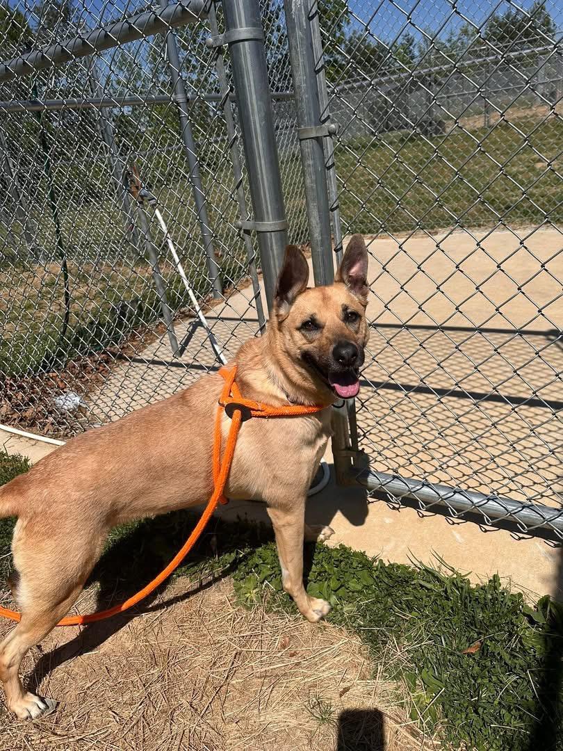 Enlarge Charli (ID 51261/1402), a ADOPTABLE mixed breed in Manassas, VA image 3/3