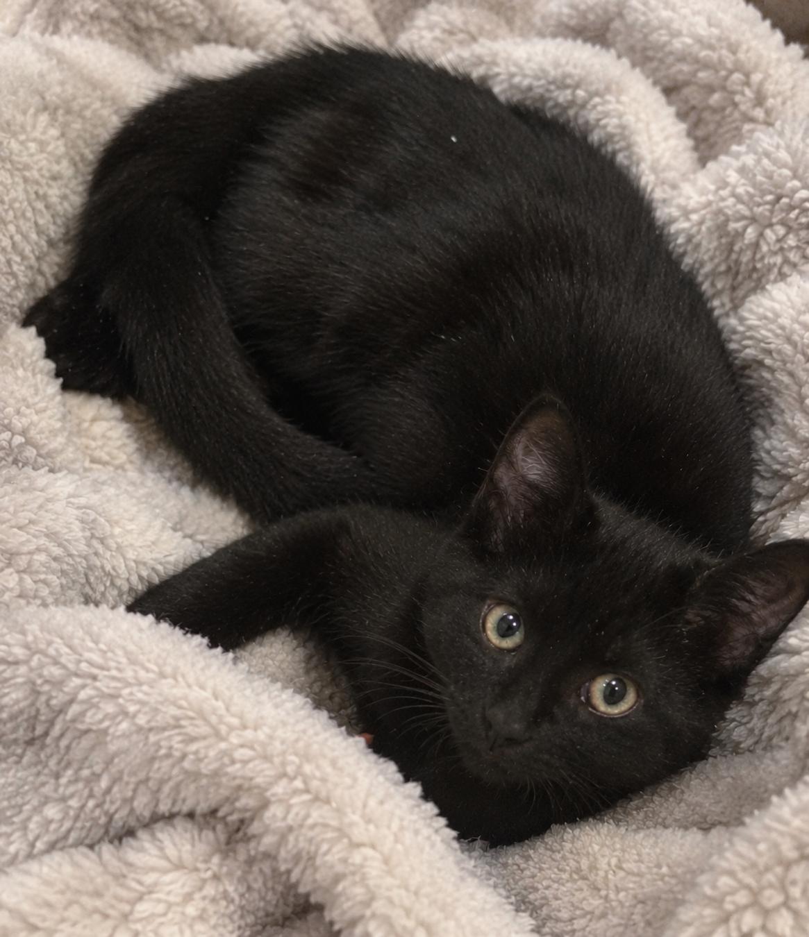 Jax, Adopted, Young Female Domestic Short Hair.
