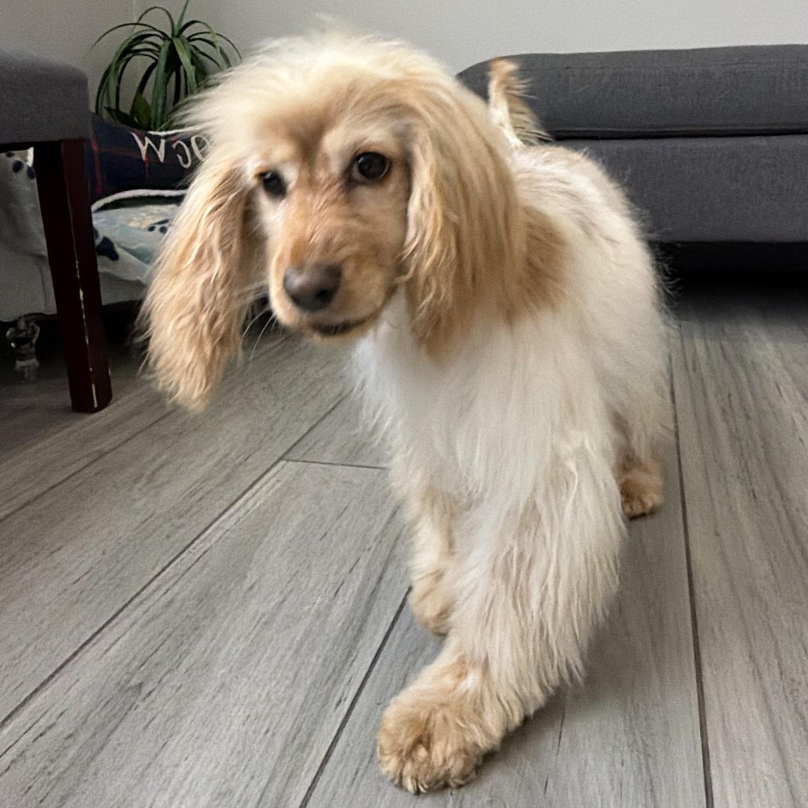 Mia, a Adoptable mixed breed in Sherman Oaks, CA image 1/2