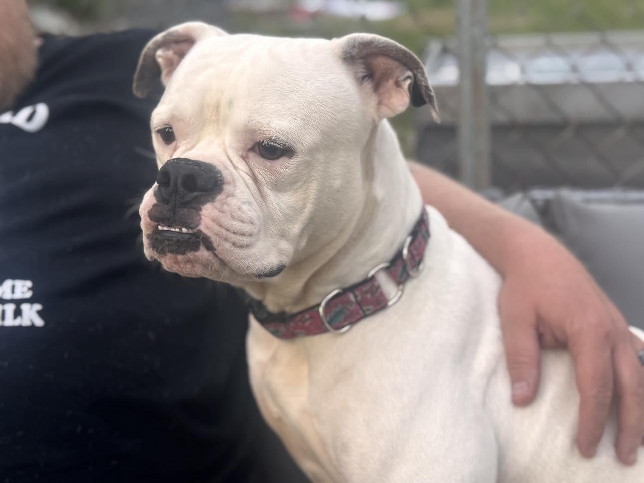 Miss. Piggy, a ADOPTABLE American Bulldog in Kenosha, WI image 4/4